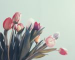 粉色鬱金香花束
